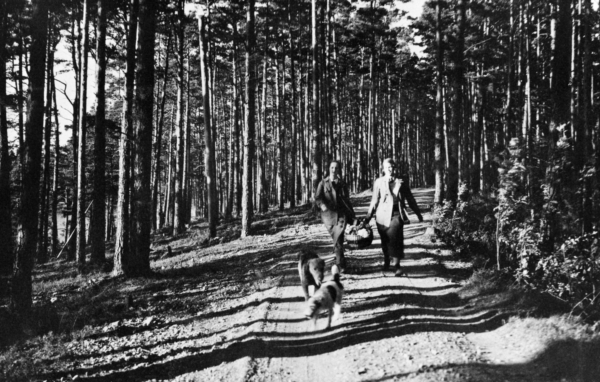 Kaksi naista ja kaksi koiraa kävelemässä Kallahdenharjulla 1935. Kuvaaja tuntematon, Helsingin kaupunginmuseo.