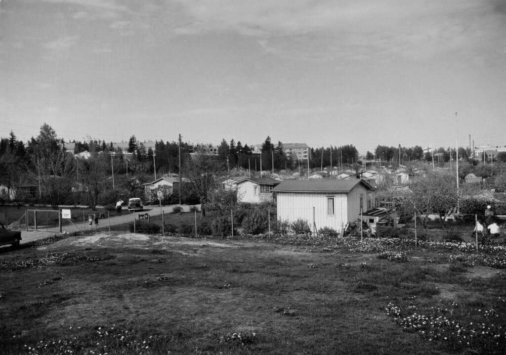 1960 . Talin siirtolapuutarha, taustalla Pajamäki.